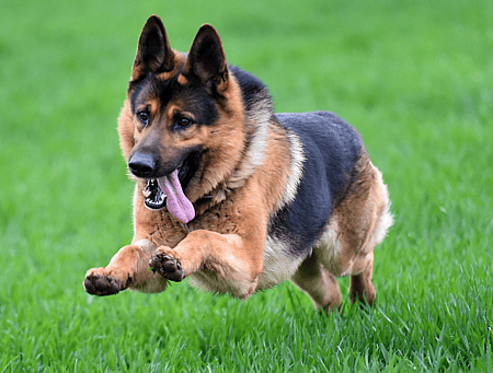 german shepherd running and sprint