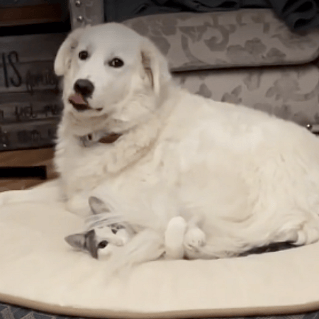 dog sitting on cat