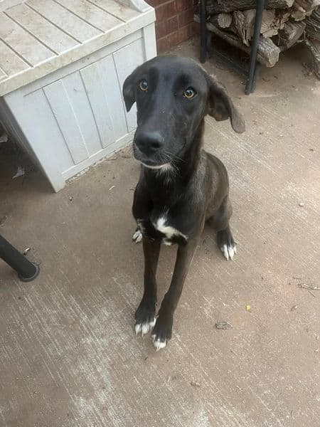 Bailey & Bree up for Adoption