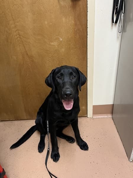 Adoption Heartbreak: The Dogs Who Didn't Make It Out This Weekend