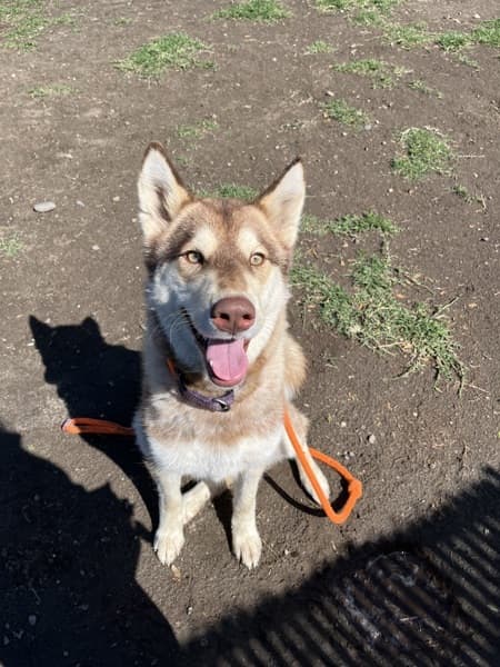 Adoption Heartbreak: The Dogs Who Didn't Make It Out This Weekend