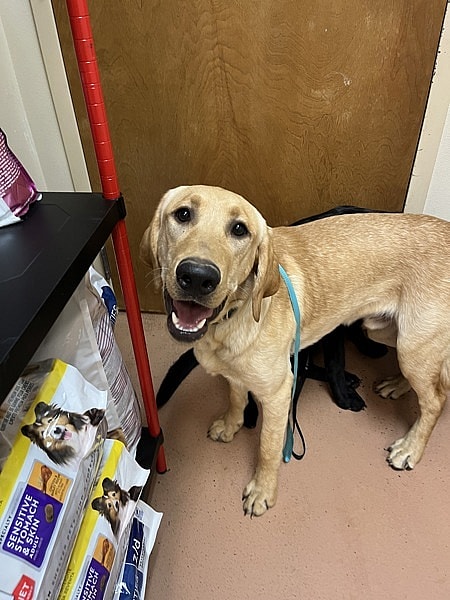 Adoption Heartbreak: The Dogs Who Didn't Make It Out This Weekend