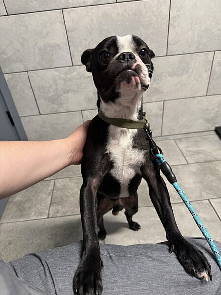 Bodine - Boston Terrier