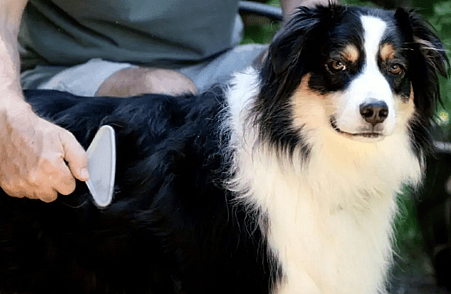 Australian Shepherd grooming outside