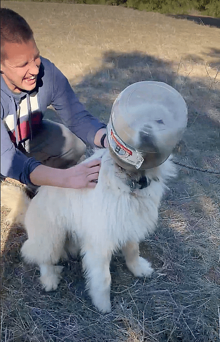 Dog has a bottle stuck on his head
