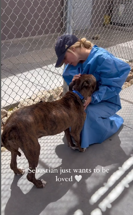 Pitbull Fought Back Against a Deadly Disease Called Valley Fever in Dogs