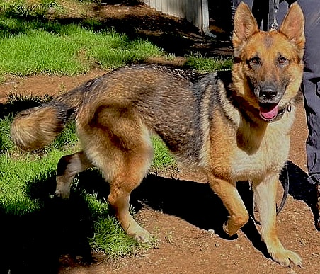 Leola up for Adoption