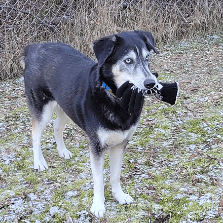 Lily Bear the Goberian