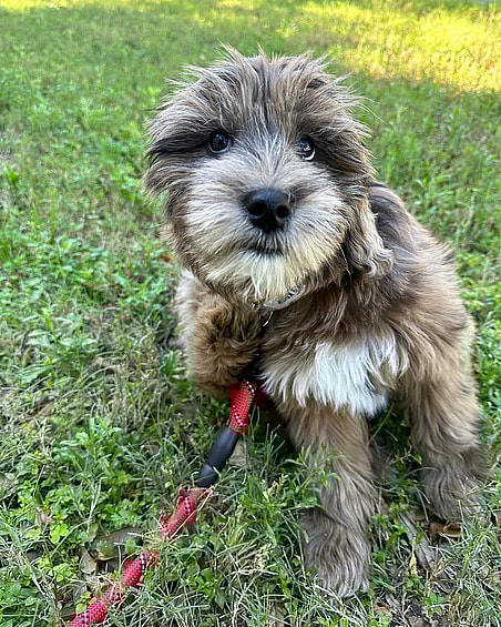 Whoodles: Karma the woodle