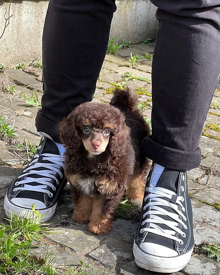 Whoopi the Phantom Poodle