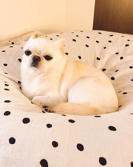 Pekingese Chihuahua Mix