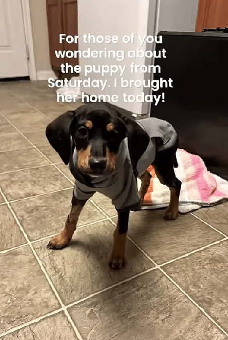 Puppy Found Blind and Spinning in Circles—What Vets Discovered Next Changed Everything