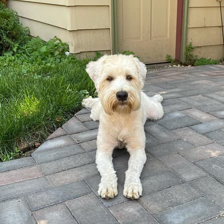 Whoodles: Grizzly the Woodle
