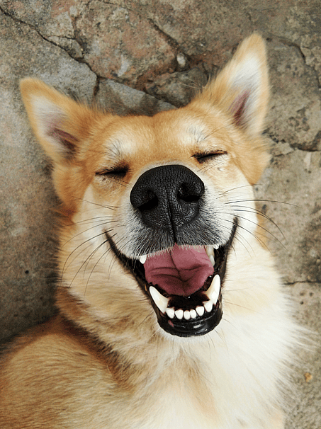Spice Names for Dogs
