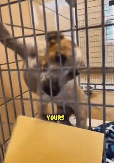 Dogs joyful reaction to getting adopted 