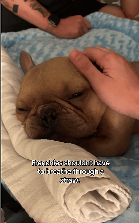 This Dog Couldn’t Breathe or Eat—Until One Breakthrough Transformed His Life