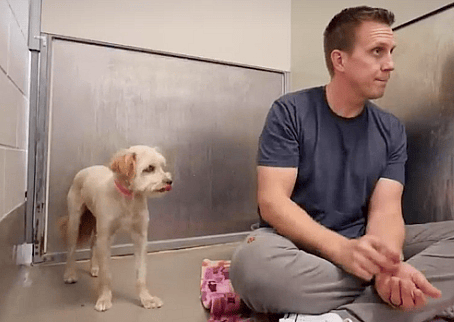 Rocky avoids eye contact with fearful dog