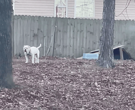 Dog rescue: Dog Chained in Below Freezing temps with Just Cardboard Box
