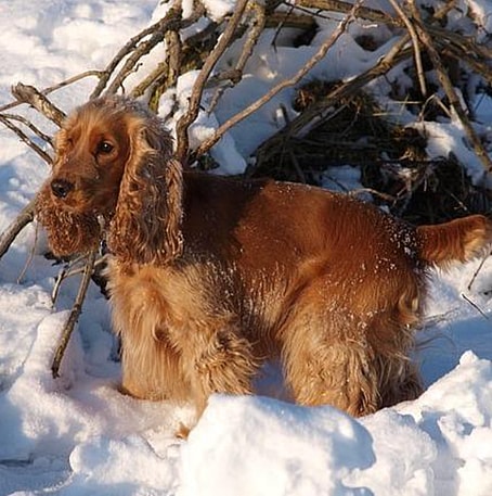 cocker spaniel haircut