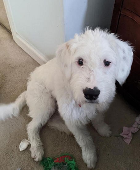 Tofu- ADOPTION IN PROCESS - Sheep Dog