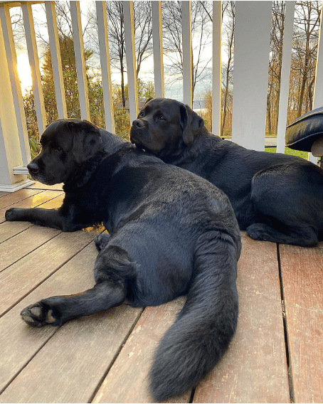 Black Labrador Retriever