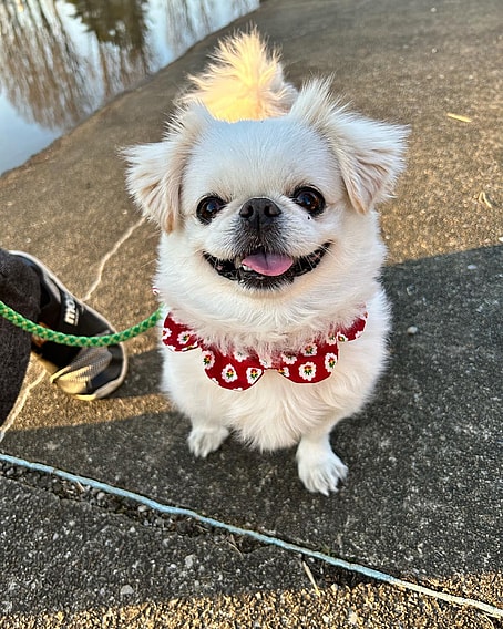 Pekingese Chihuahua Mixes