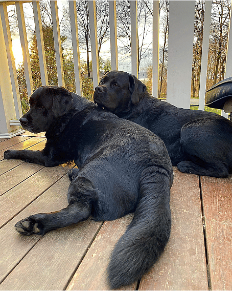 Black Labrador Retriever