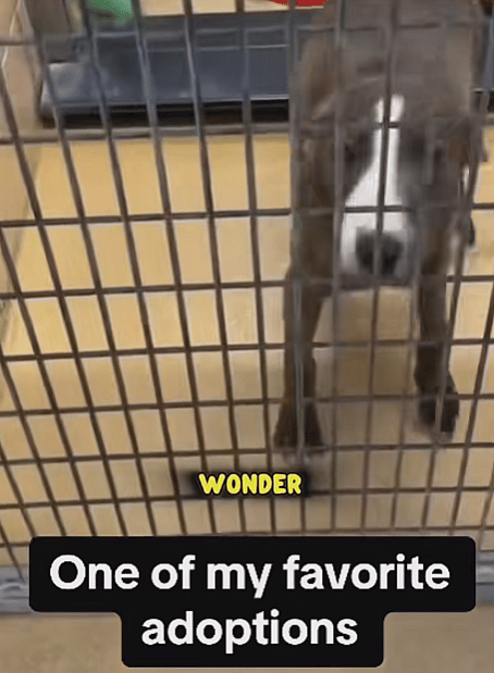 Dogs joyful reaction to getting adopted 