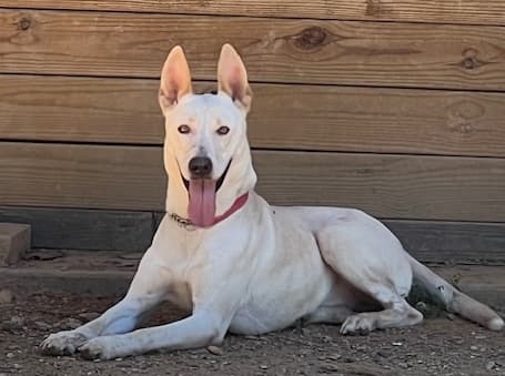Goose up for Adoption