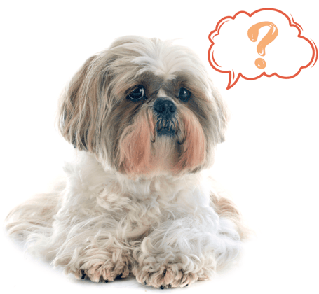 Shih Tzu FAQ