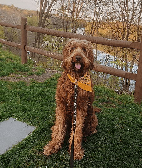 poodle sitting on grass