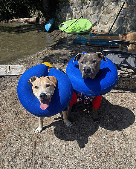 Desmond & Luna Two Pit Bulls Saved Each Other