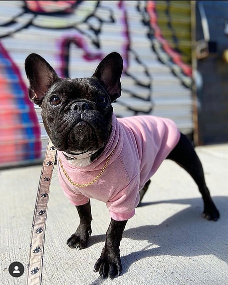 Nugget wearing pink cloth and chain