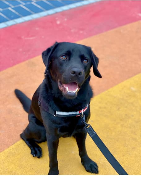 Black Labrador Retriever