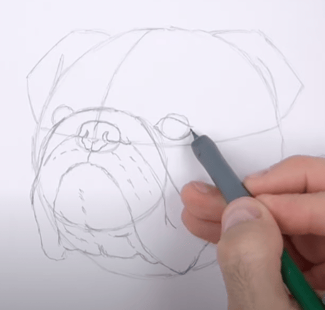 How to Draw a Bulldog Face