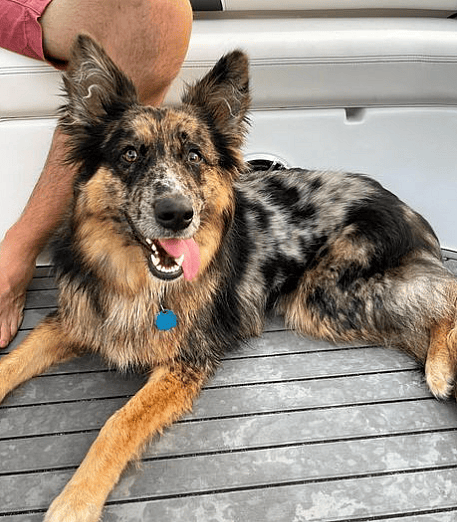 Australian Shepherd Mixed German Shepherd Dogs
This