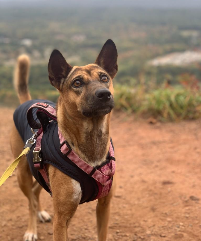 Street Dog Hungry And Sick, But See Her Smile After Recovery