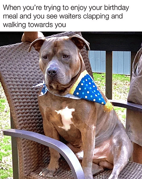 Dog Birthday Meme