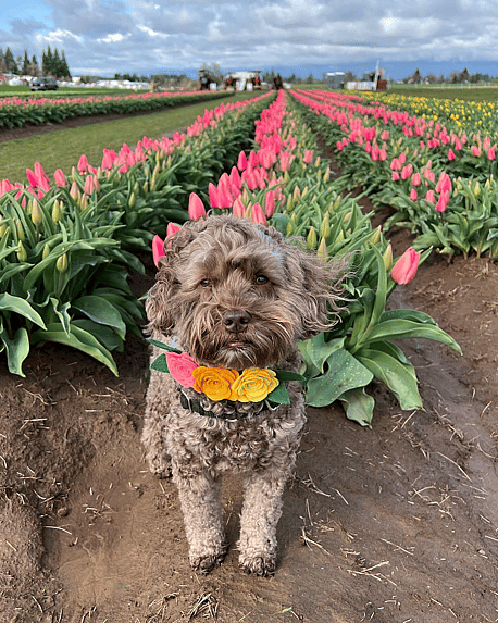 Juneau the Parchment Mini Labradoodle