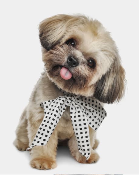 Fashion-Inspired Designer Dog Names
