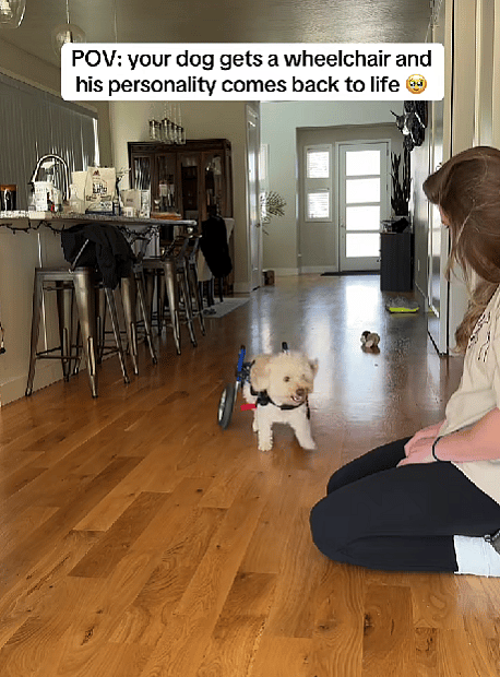 Paralyzed Pup’s First Wheelchair Moment