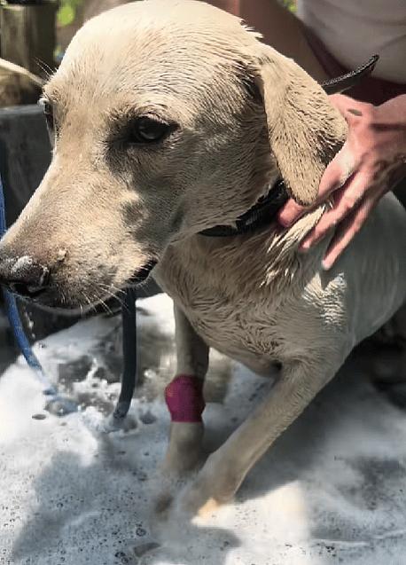 Dog Spent Her Entire Life in Chains