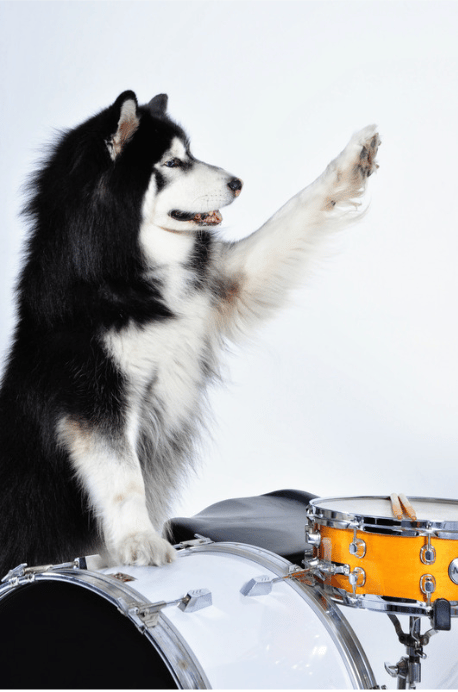 Husky Dog Name