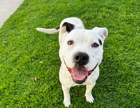cute smiley pittie