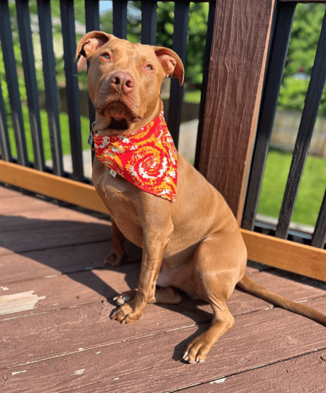 Red nose pitbull
