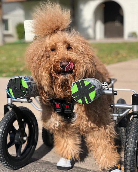 Josh - Special Needs Dogs