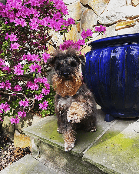 Oliver the Mini Schnoodle