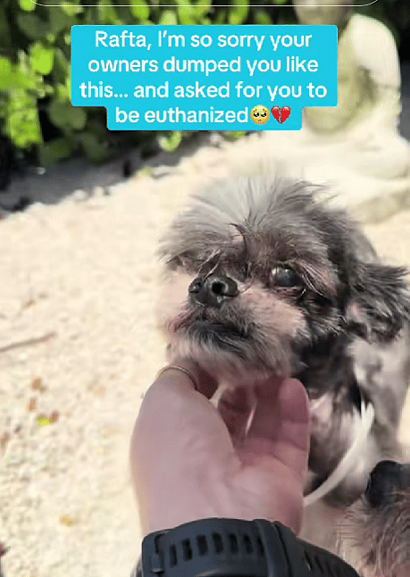 Owner Wanted to Euthanize His Dog—But This Shih Tzu’s 3-Pound Tumor Sparked a Race Against Time