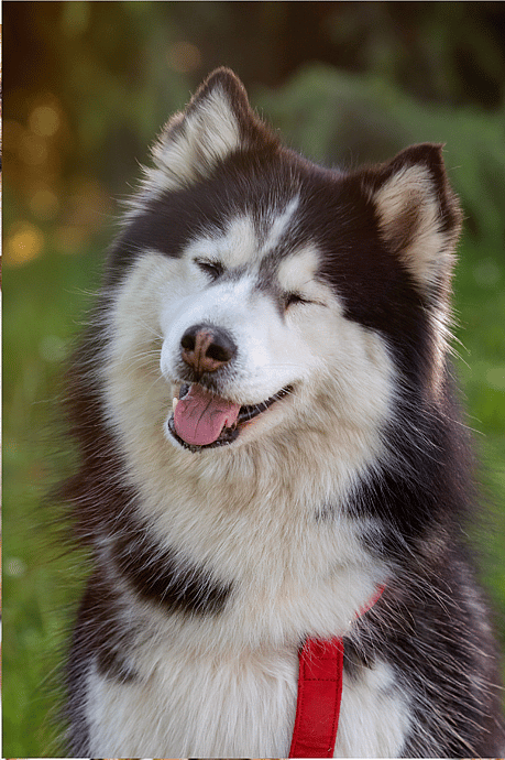 Long Haired Dog Breeds: Siberian Husky