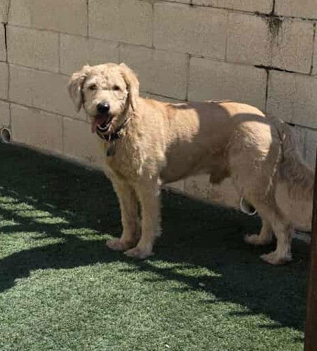 Ralphie - Labrador Retriever